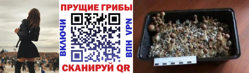кракен tor Красноперекопск Галлюциногенные грибы Psilocybine cubensis